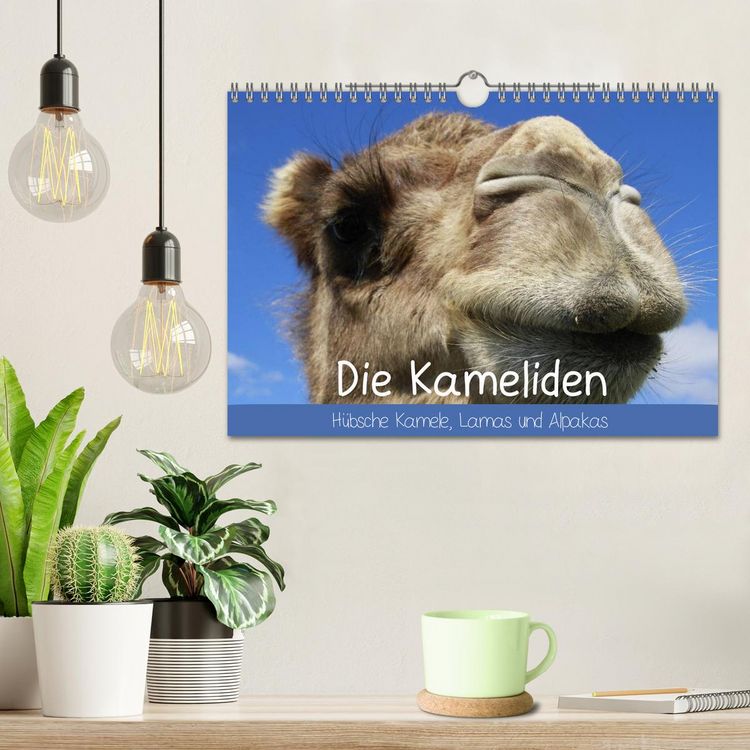 Produktbild: Die Kameliden. H&uuml;bsche Kamele, Lamas und Alpakas (Wandkalender 2026 DIN A4 quer), CALVENDO Monatskalender