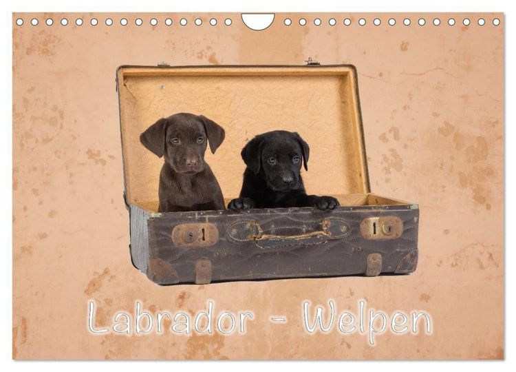 Produktbild: Labrador - Welpen (Wandkalender 2027 DIN A4 quer), CALVENDO Monatskalender