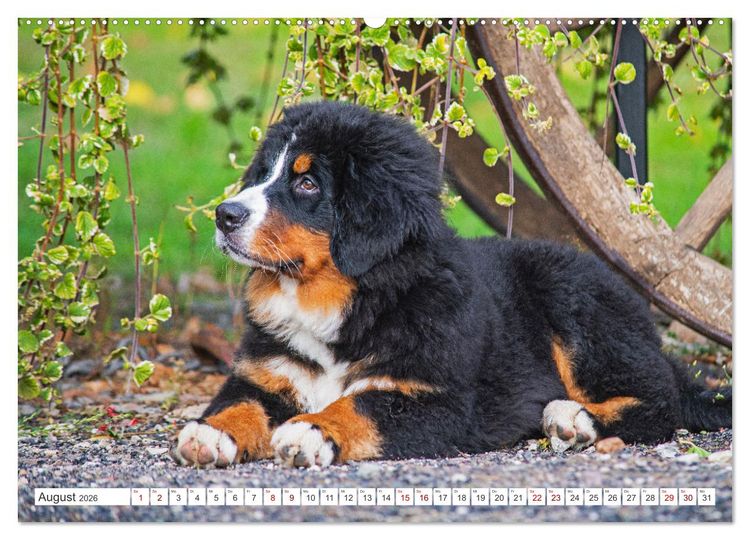 Produktbild: Berner Sennenhund - Der beste Freund f&uuml;rs Leben (Wandkalender 2026 DIN A2 quer), CALVENDO Monatskalender