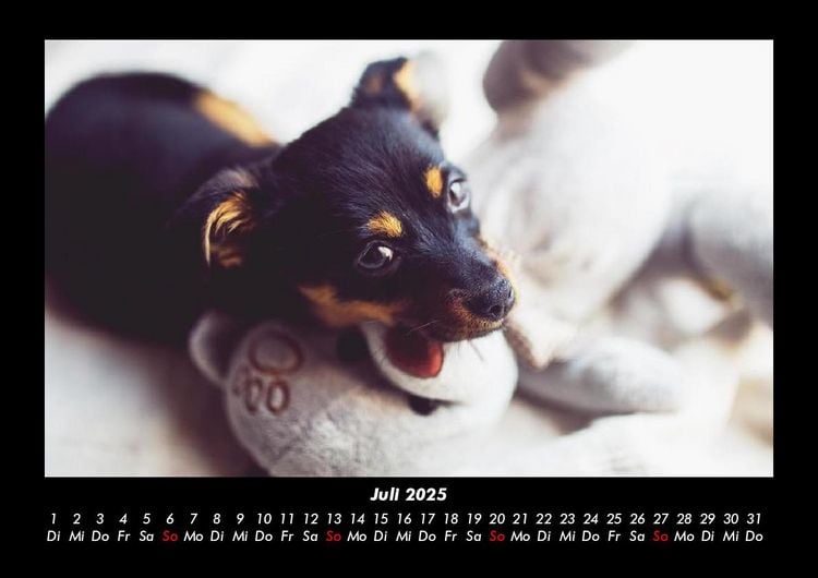 Produktbild: Welpen 2025 Fotokalender DIN A3