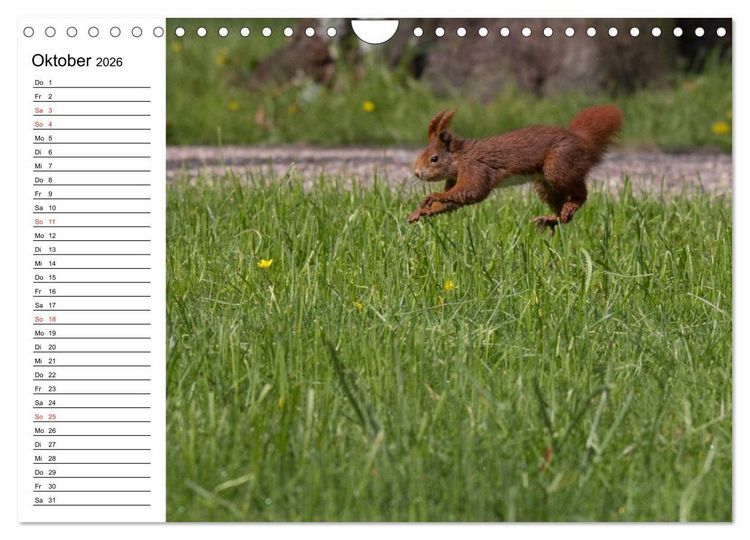 Produktbild: Mit dem Eichh&ouml;rnchen durchs Jahr (Wandkalender 2026 DIN A4 quer), CALVENDO Monatskalender