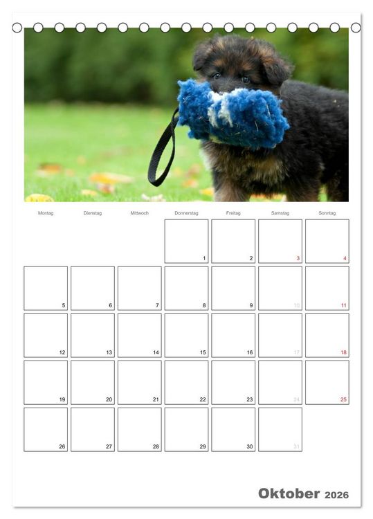 Produktbild: Deutscher Sch&auml;ferhund - Welpen, Planer (Tischkalender 2026 DIN A5 hoch), CALVENDO Monatskalender