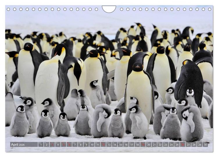 Produktbild: Penguins Unique and amazing birds (Wall Calendar 2026 DIN A4 landscape), CALVENDO 12 Month Wall Calendar