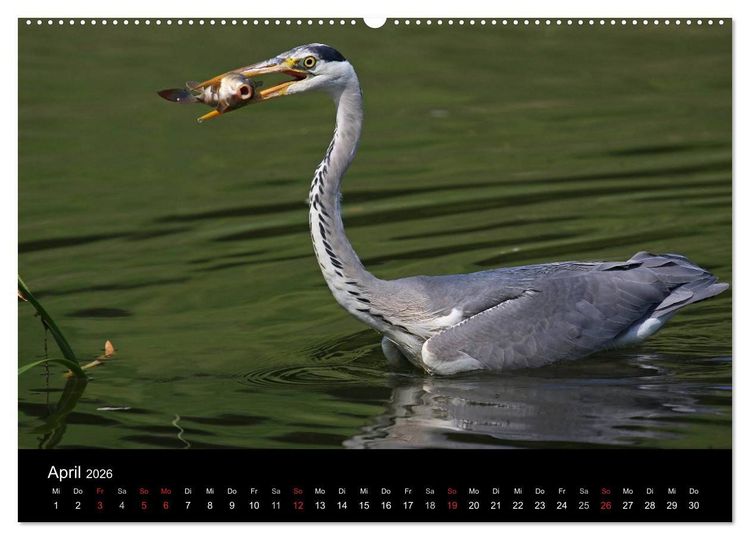Produktbild: Aus dem Leben der Graureiher (Wandkalender 2026 DIN A2 quer), CALVENDO Monatskalender