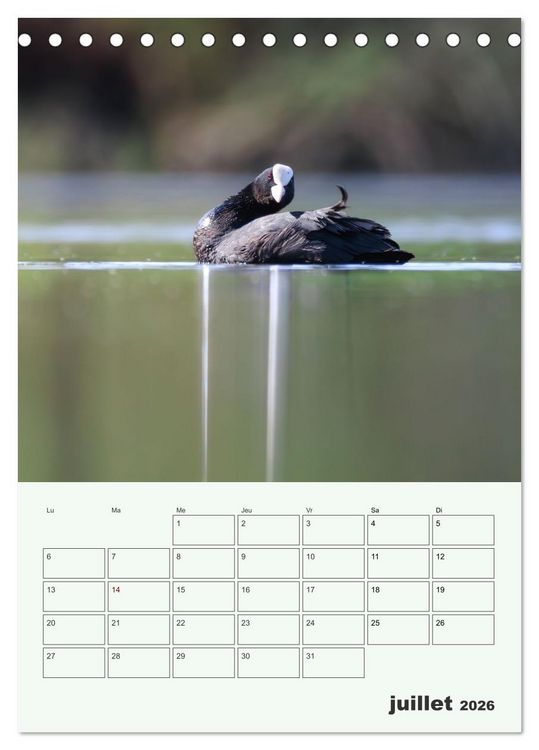 Produktbild: Le monde intime des oiseaux (Calendrier de bureau 2026 DIN A5 horizontal), CALVENDO calendrier mensuel