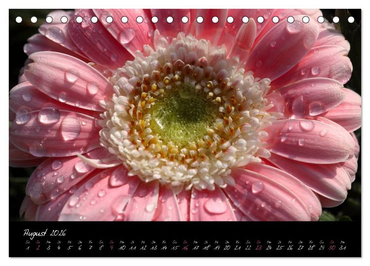 Produktbild: Floral Portraits - Blumen Impression (Tischkalender 2026 DIN A5 quer), CALVENDO Monatskalender