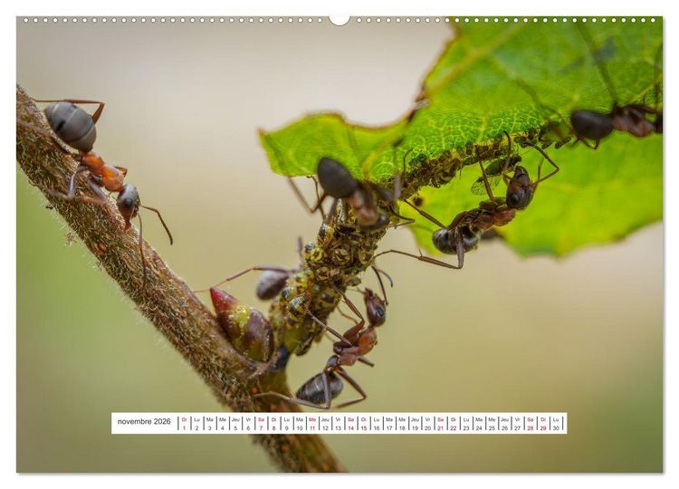 Produktbild: La vie de nos prairies - Le monde des fourmis (Calendrier mural 2026 DIN A2 vertical) calendrier de bureau