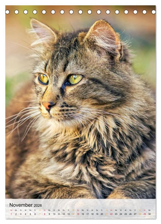 Produktbild: Katzen - s&uuml;&szlig; und kuschelig (Tischkalender 2026 DIN A5 hoch), CALVENDO Monatskalender