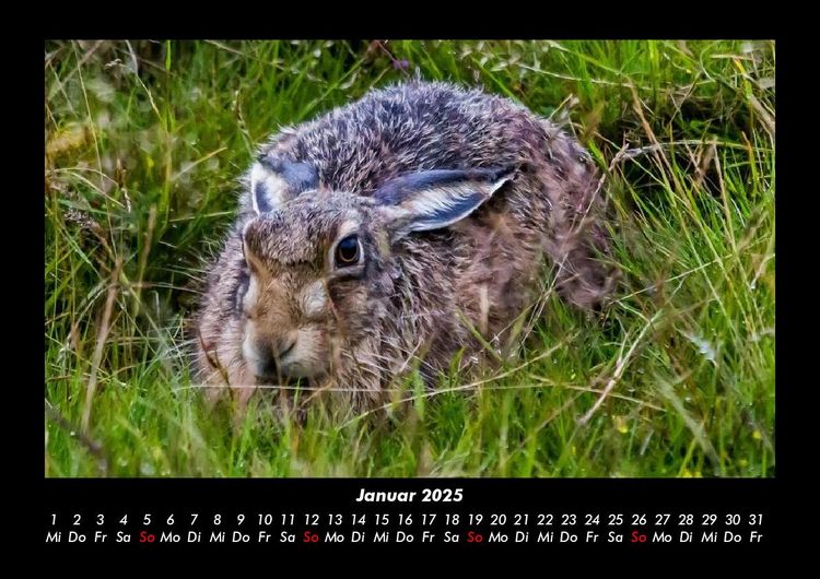 Produktbild: Waldbewohner 2025 Fotokalender DIN A3