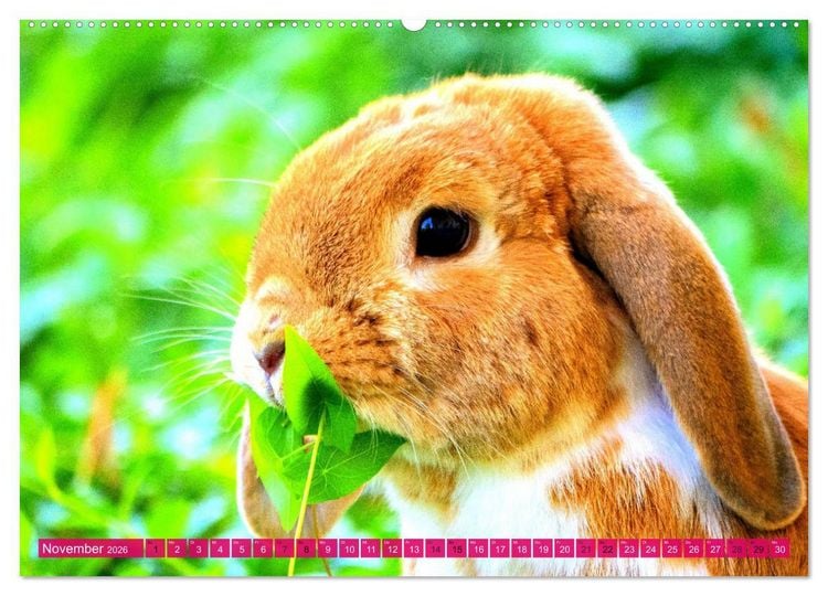 Produktbild: Kaninchen. Putzig, flauschig und geliebt (hochwertiger Premium Wandkalender 2026 DIN A2 quer), Kunstdruck in Hochglanz