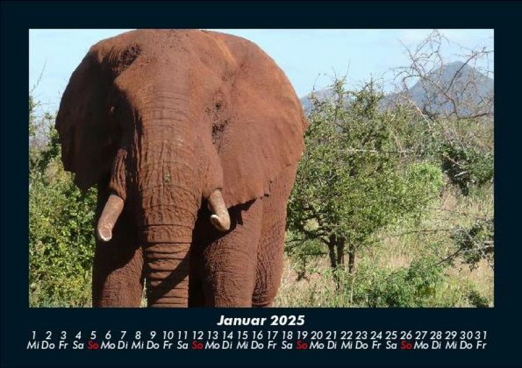 Produktbild: Elefanten - Die sanften Riesen Afrikas 2025 Fotokalender DIN A5