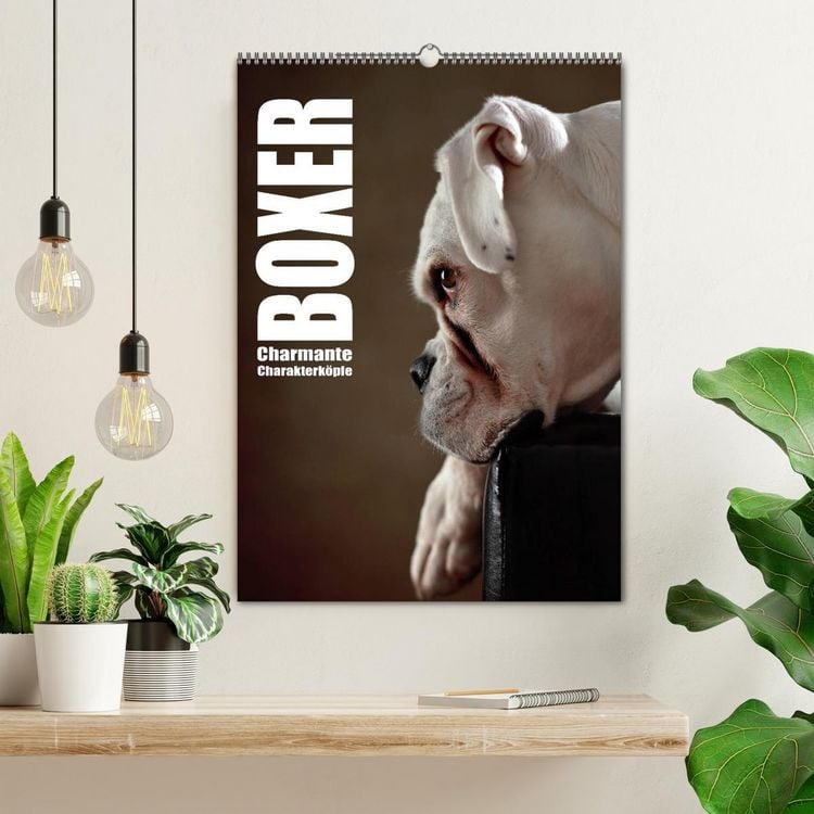 Produktbild: Boxer - Charmante Charakterk&ouml;pfe (Wandkalender 2026 DIN A2 hoch), CALVENDO Monatskalender