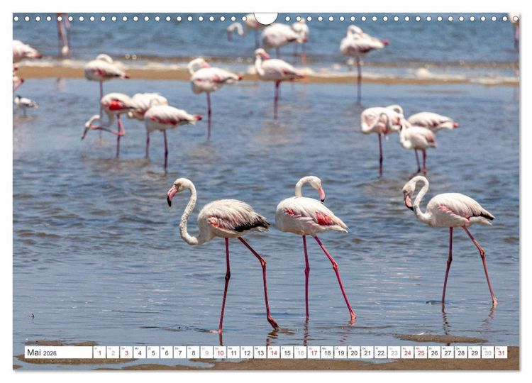 Produktbild: Afrika - Namibia (Wandkalender 2026 DIN A3 quer), CALVENDO Monatskalender