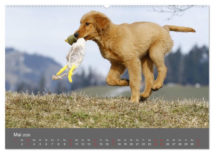 Produktbild: Chesley Kleiner Hund grosse Abenteuer (Wandkalender 2026 DIN A2 quer), CALVENDO Monatskalender