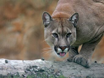 Produktbild: CALVENDO Puzzle Puma | 1000 Teile Lege-Gr&ouml;&szlig;e 64x48cm Foto-Puzzle f&uuml;r gl&uuml;ckliche Stunden