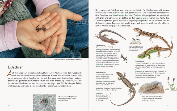 Produktbild: Wawra's Naturbuch &ndash; Unserer Natur auf der Spur, Bd. 1: S&auml;ugetiere, V&ouml;gel, Reptilien, Amphibien