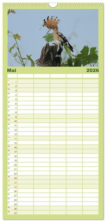 Produktbild: Familienplaner 2026 - Der Wiedehopf mit 5 Spalten (Wandkalender, 21 x 45 cm) CALVENDO