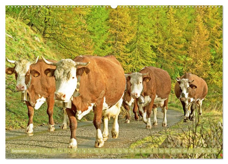 Produktbild: Kuh-Idylle: Suchen Sie die Ruhe in der Natur? (hochwertiger Premium Wandkalender 2026 DIN A2 quer), Kunstdruck in Hochglanz