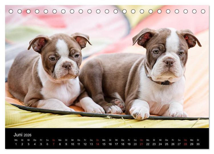 Produktbild: Colored Boston Terrier 2026 (Tischkalender 2026 DIN A5 quer), CALVENDO Monatskalender