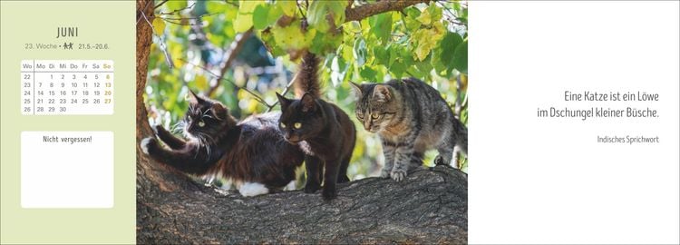 Produktbild: Katzen Premium-Tischplaner 2027 - Der literarische Wochenkalender mit Zitaten