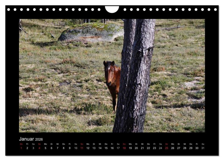 Produktbild: Garranos - Bedrohte Wildpferde Europas (Wandkalender 2026 DIN A4 quer), CALVENDO Monatskalender