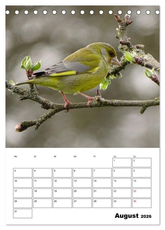 Produktbild: Amsel, Drossel, Fink und Star - beobachtet (Tischkalender 2026 DIN A5 hoch), CALVENDO Monatskalender