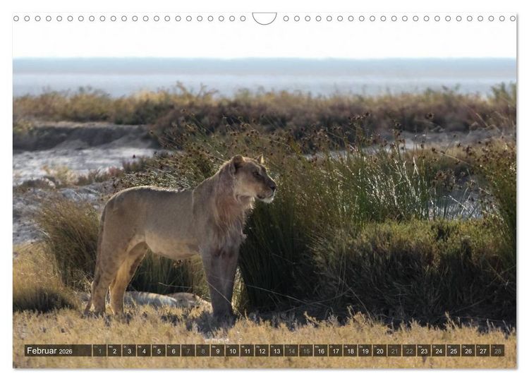 Produktbild: Wildes Namibia (Wandkalender 2026 DIN A3 quer), CALVENDO Monatskalender