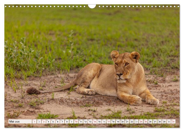 Produktbild: Afrikas wilde Katzen (Wandkalender 2026 DIN A3 quer), CALVENDO Monatskalender