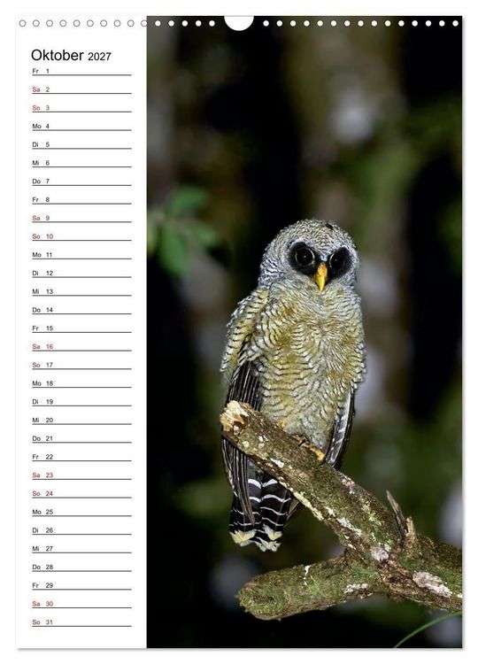 Produktbild: Costa Rica - Magische Tiere des Regenwaldes (Wandkalender 2027 DIN A3 hoch), CALVENDO Monatskalender