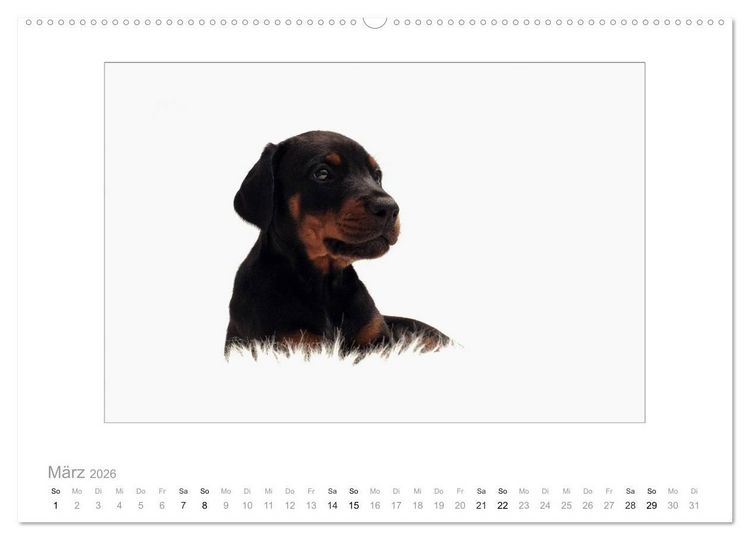 Produktbild: Dobermann Welpen (hochwertiger Premium Wandkalender 2026 DIN A2 quer), Kunstdruck in Hochglanz
