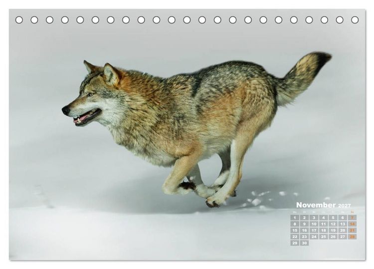 Produktbild: WILDE TIERE IN AKTION (Tischkalender 2027 DIN A5 quer), CALVENDO Monatskalender