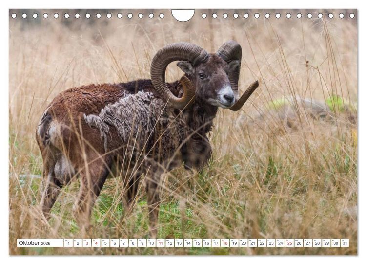 Produktbild: Emotionale Momente: Muffelwild. (Wandkalender 2026 DIN A4 quer), CALVENDO Monatskalender