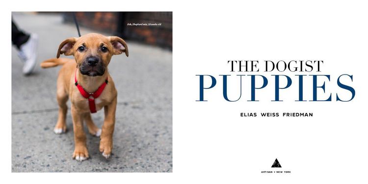 Produktbild: The Dogist Puppies