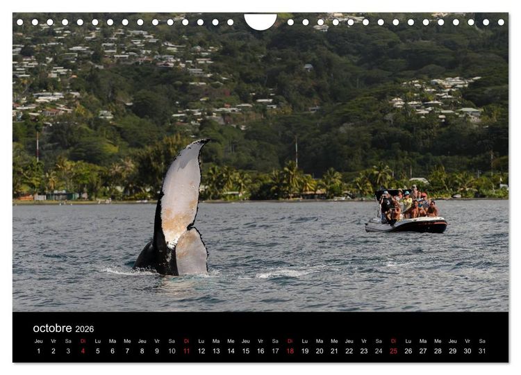 Produktbild: Polyn&eacute;sie fran&ccedil;aise - Magie des &icirc;les (Calendrier mural 2026 DIN A4 vertical), CALVENDO calendrier mensuel