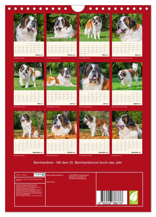 Produktbild: Bernhardiner - Mit dem St. Bernhardshund durch das Jahr (Wandkalender 2026 DIN A4 hoch), CALVENDO Monatskalender