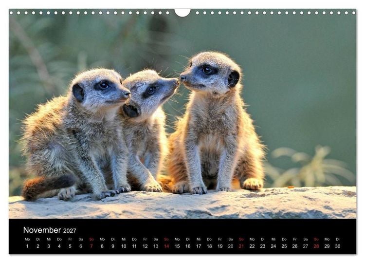 Produktbild: Erdm&auml;nnchen - Tierkinder (Wandkalender 2027 DIN A3 quer), CALVENDO Monatskalender
