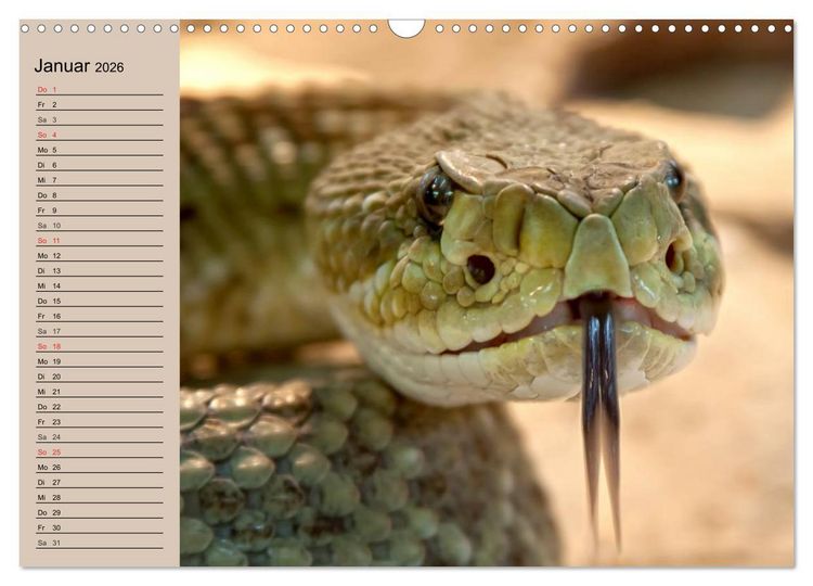 Produktbild: Giftschlangen (Wandkalender 2026 DIN A3 quer), CALVENDO Monatskalender