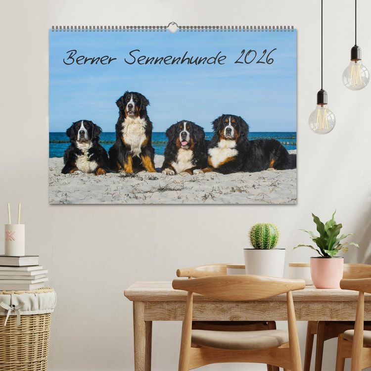 Produktbild: Berner Sennenhund 2026 (Wandkalender 2026 DIN A2 quer), CALVENDO Monatskalender