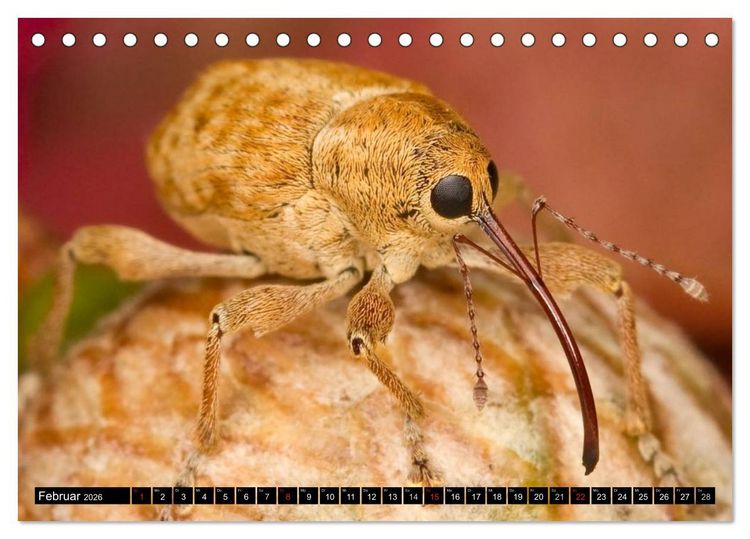 Produktbild: Insekten &bull; Bizarre Naturwunder (Tischkalender 2026 DIN A5 quer), CALVENDO Monatskalender