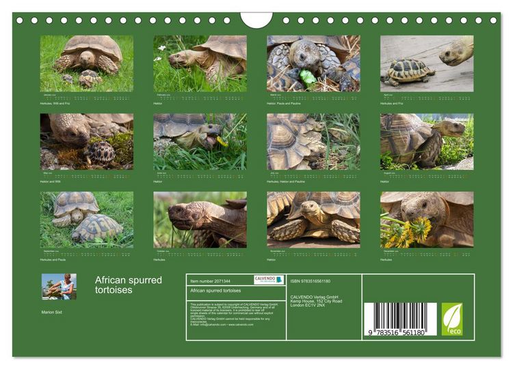 Produktbild: African spurred tortoises (Wall Calendar 2026 DIN A4 landscape), CALVENDO 12 Month Wall Calendar