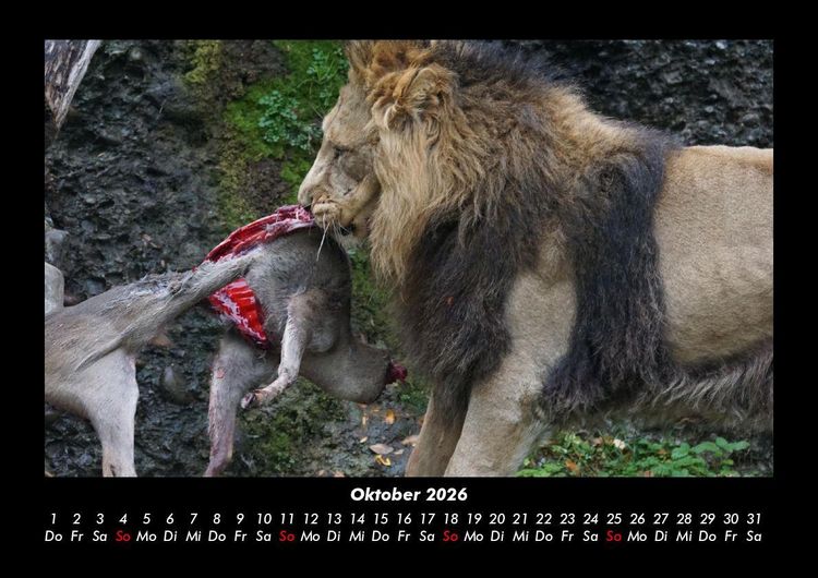 Produktbild: L&ouml;wen in der Wildnis 2026 Fotokalender DIN A3