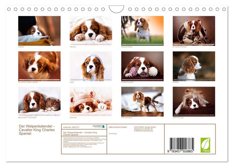 Produktbild: Der Welpenkalender - Cavalier King Charles Spaniel (Wandkalender 2026 DIN A4 quer), CALVENDO Monatskalender