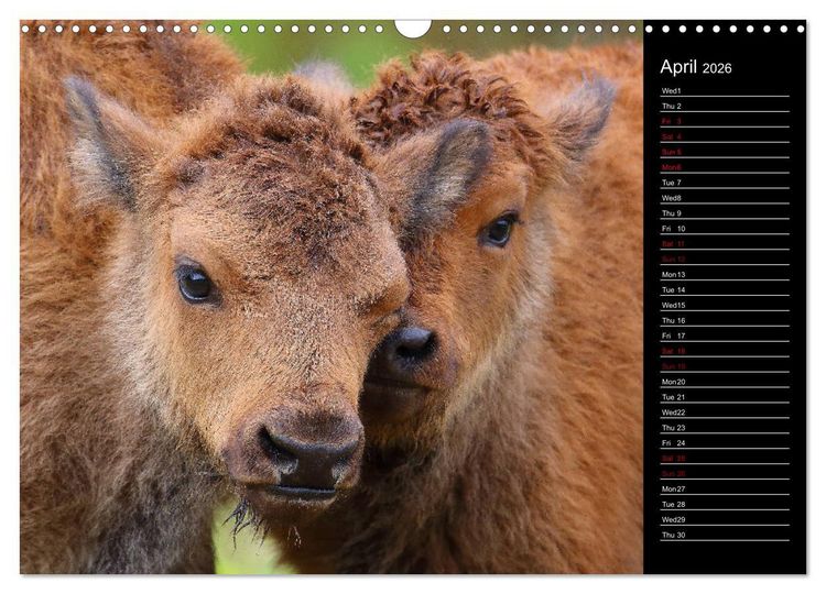 Produktbild: North America's Wildlife (Wall Calendar 2026 DIN A3 landscape), CALVENDO 12 Month Wall Calendar