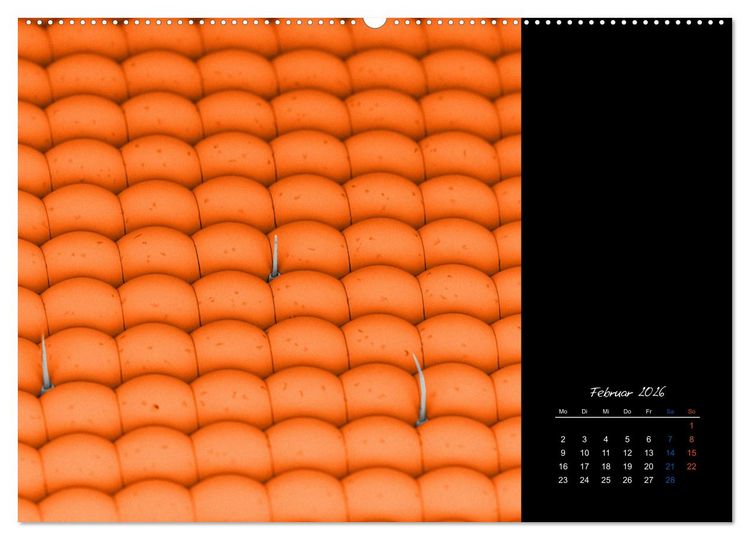 Produktbild: strucTEMs Mikrowelt - Winzige Nachbarn ganz gro&szlig; (hochwertiger Premium Wandkalender 2026 DIN A2 quer), Kunstdruck in Hochglanz