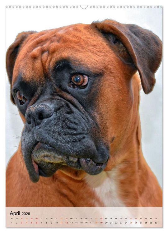 Produktbild: Hunde - treu und ehrlich (Wandkalender 2026 DIN A2 hoch), CALVENDO Monatskalender