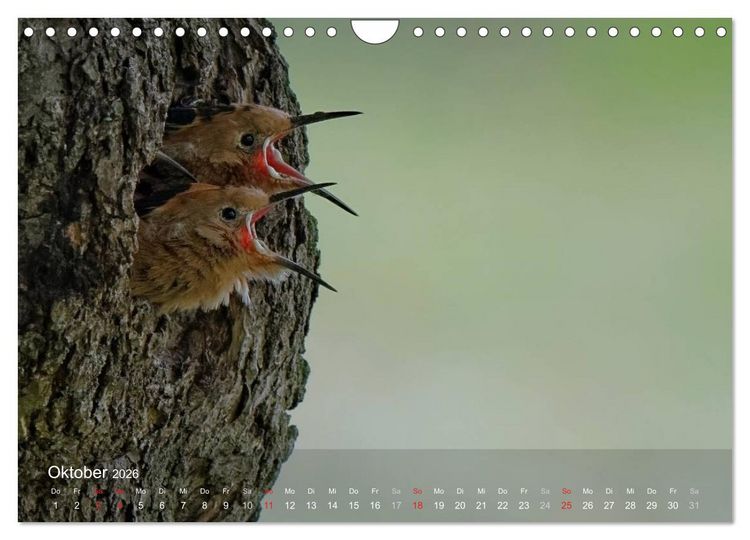 Produktbild: Wiedehopf (Wandkalender 2026 DIN A4 quer), CALVENDO Monatskalender