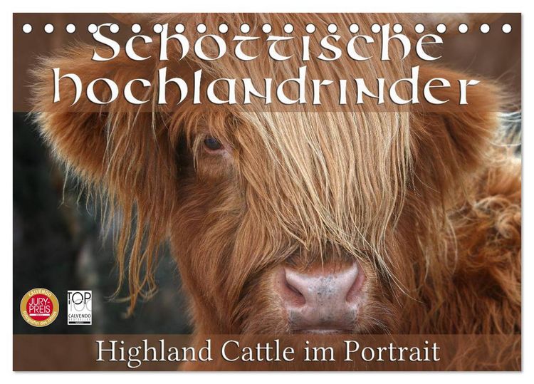 Produktbild: Schottische Hochlandrinder - Highland Cattle im Portrait (Tischkalender 2026 DIN A5 quer), CALVENDO Monatskalender