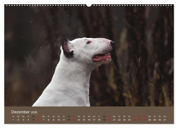 Produktbild: Bullterrier - charmante Herzensbrecher (Wandkalender 2026 DIN A2 quer), CALVENDO Monatskalender