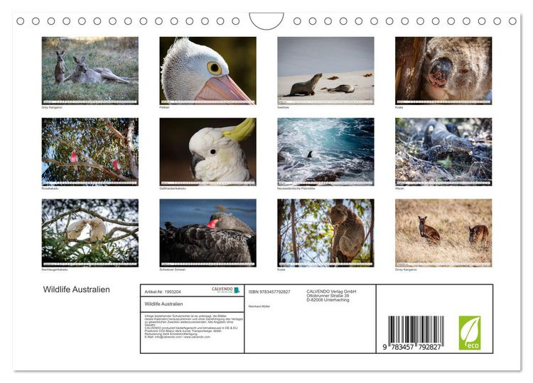 Produktbild: Wildlife Australien (Wandkalender 2026 DIN A4 quer), CALVENDO Monatskalender