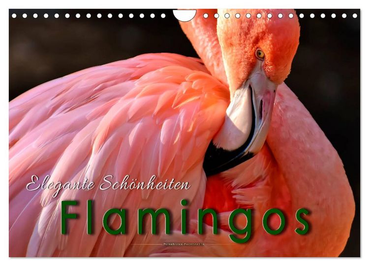 Produktbild: Flamingos - elegante Sch&ouml;nheiten (Wandkalender 2026 DIN A4 quer), CALVENDO Monatskalender
